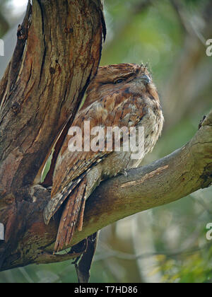 Tawny frogmouth (Podargus strigoides) bei Tageslicht im Baum in Australien thront. Stockfoto