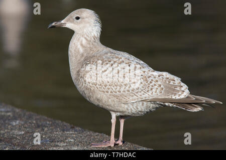 Im ersten Winter Thayer's Möwe (Larus Thayeri) stehend auf dem Boden entlang eine künstlich angelegte See in Kalifornien, USA. Stockfoto