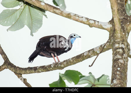 Die vom Aussterben bedrohten Trinidad Piping Guan (Pipile pipil) in der Haube der Insel Trinidad in der Karibik thront. Stockfoto