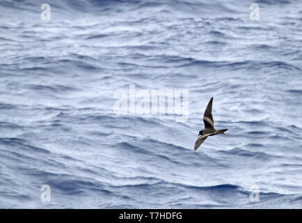 Tristram Storm's Petrel (Oceanodroma tristrami) im Flug über den nördlichen Pazifik südlich von Japan. Stockfoto