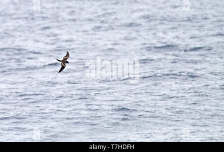 Tristram Storm's Petrel (Oceanodroma tristrami) im Flug über den nördlichen Pazifik südlich von Japan. Stockfoto