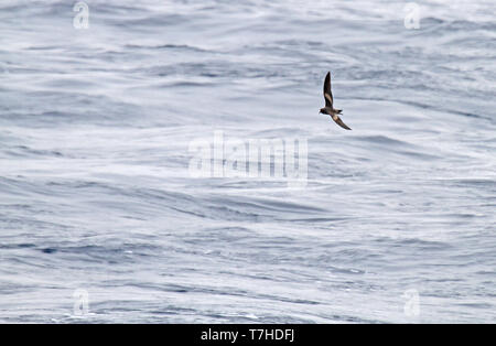 Tristram Storm's Petrel (Oceanodroma tristrami) im Flug über den nördlichen Pazifik südlich von Japan. Stockfoto