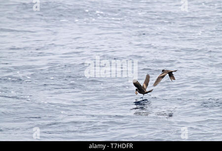 Tristram Storm's Petrel (Oceanodroma tristrami) im Flug über den nördlichen Pazifik südlich von Japan. Stockfoto