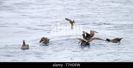 Tristram Storm's Petrel (Oceanodroma tristrami) im Flug über den nördlichen Pazifik südlich von Japan. Mit einer Gruppe von Schwarz-füßige Albatrosse. Stockfoto