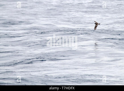 Tristram Storm's Petrel (Oceanodroma tristrami) im Flug über den nördlichen Pazifik südlich von Japan. Stockfoto