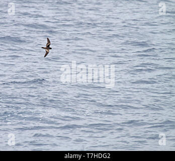 Tristram Storm's Petrel (Oceanodroma tristrami) im Flug über den nördlichen Pazifik südlich von Japan. Stockfoto