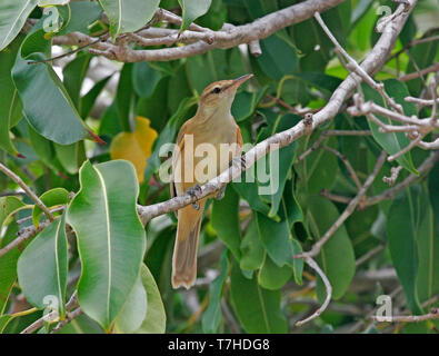 Tuamotu Teichrohrsänger (Acrocephalus atyphus) in scheuern auf dem tuamotu Inseln thront. Eine endemische Arten, die nur in Französisch Polynesien. Stockfoto