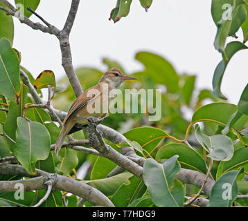 Tuamotu Teichrohrsänger (Acrocephalus atyphus) in scheuern auf dem tuamotu Inseln thront. Eine endemische Arten, die nur in Französisch Polynesien. Stockfoto