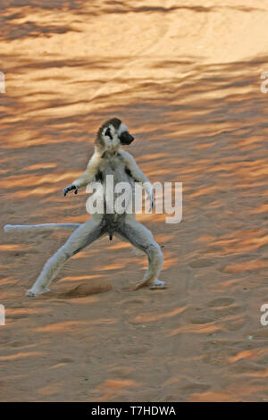 Verreaux's Sifaka, Propithecus verreauxi) auch eine der Weißen Sifaka, in Madagaskar bekannt. Laufen auf dem Boden Stockfoto