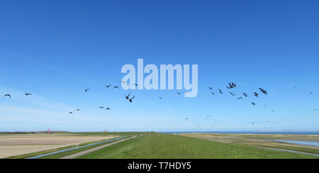 Große Herde von Brent Gänse (Branta bernicla) über einen Deich an der Wattenmeerküste von Texel, eine holländische Insel im Norden der Niederlande fliegen. Stockfoto