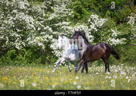 Reine Spanische Pferd, Andalusische. Blind Wallach und sein Freund einen jungen schwarzen Hengst Galopp auf einer blühenden Wiese. Schweiz Stockfoto