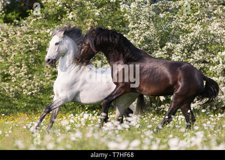 Reine Spanische Pferd, Andalusische. Blind Wallach und sein Freund einen jungen schwarzen Hengst spielen auf einer blühenden Wiese. Schweiz, Stockfoto