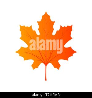 Maple Leaf Laub Kanada. Bunte Vektor beautigul Element isoliert Banner. 'Red Herbst Dekoration september Flora. Garten Symbol Hintergrund Nahaufnahme. En Stock Vektor
