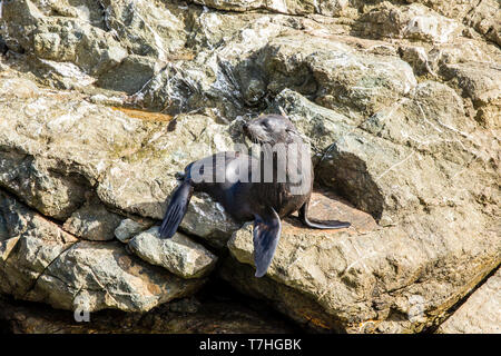 Guadalupe Fell Dichtung (Arctocephalus townsendi), eine vom Aussterben bedrohte Arten, die durch die kommerzielle Jagd, liegen am Ufer Geselligkeit Stockfoto