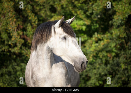 Lusitano. Portrait des Jugendlichen Grey Mare auf einer Weide. Deutschland Stockfoto