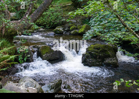 Aira tritt Wasserfall an der Aira Beck Fluss im Nationalpark Lake District, Cumbria, England, Großbritannien Stockfoto