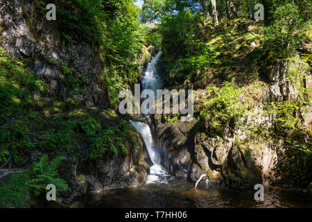 Aira tritt Wasserfall an der Aira Beck Fluss im Nationalpark Lake District, Cumbria, England, Großbritannien Stockfoto