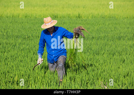 Das Säubern der Felder von Reis (Oryza sativa) ist eine manuelle Arbeit. Im Juli. Umgebung des Ebro-delta Natur, Provinz Tarragona, Katalonien, Spanien. Stockfoto