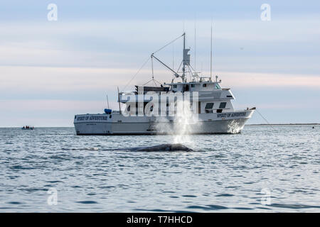 Ein Grauen Wal Auftauchen für einen Atem (Herzform Schlag) Neben einem Liveaboard Boot, Ignacio Lagoon, Baja California Stockfoto