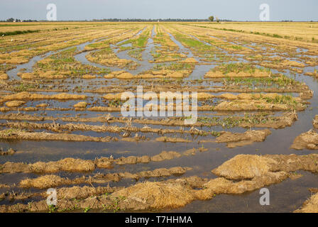 Verwüstet Reis (Oryza sativa) nur nach der Reisernte. Umgebung des Ebro-delta Natur, Provinz Tarragona, Katalonien, Spanien Stockfoto