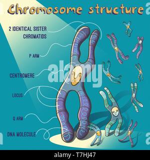 Vektor Cartoon Illustration der Chromosomenstruktur für Kinder. Fröhliches Bild für Erziehung in der Schule. Stock Vektor