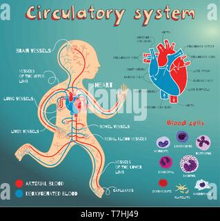 Menschlichen Herz-Kreislauf-System für Kinder. Vektor-Farbe-Cartoon-Illustration. Anatomie des Menschen Herz-Kreislauf-System. Arten von Blutzellen. Die Struktur der huma Stock Vektor