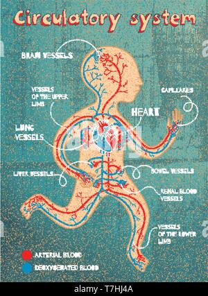 Menschlichen Kreislaufsystem für Kinder. Vector Farbe Cartoon Illustration. Anatomie des menschlichen Herz-Kreislauf-Systems. Stock Vektor