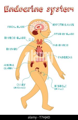 Menschliche Hormonsystem für Kinder. Vector Farbe Cartoon Illustration. Die menschliche Anatomie. Stock Vektor