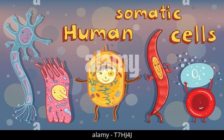 Vektor Cartoon Illustration für Studie in der Schule. Menschliche Körperzellen: Neuron, Erythrozyten, Epithelzellen, Muskelzelle. Stock Vektor