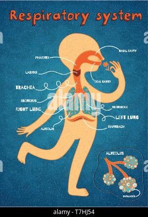 Menschliche Atmungssystem für Kinder. Vector Farbe Cartoon Illustration. Die menschliche Anatomie Stock Vektor