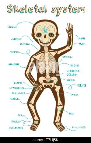 Menschlichen Skelettsystem für Kinder. Vector Farbe Cartoon Illustration. Menschliches Skelett. Stock Vektor