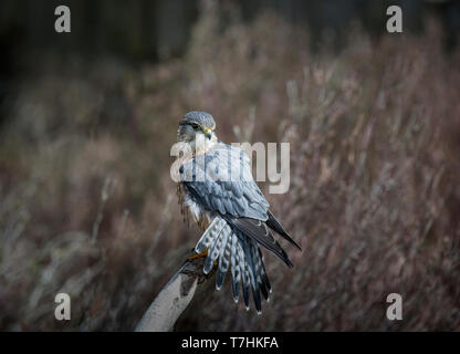 Merlin, Falco columbarius, männlich, auf Stick thront, gegen Soft Focus Hintergrund, Haworth, West Yorkshire Stockfoto