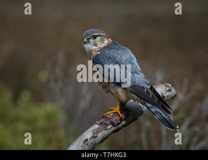 Merlin, Falco columbarius, männlich, auf Stick thront, gegen Soft Focus Hintergrund, Haworth, West Yorkshire Stockfoto