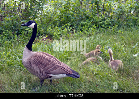 Eine wilde mama Gans wacht über ihre drei Fuzzy baby Gänschen im hohen Gras an einem bewölkten Frühling Stockfoto