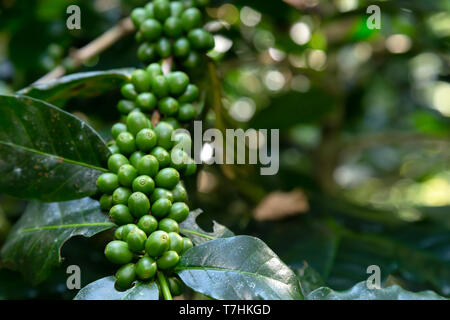 Unreife Organic Green Arabica Kaffeebohnen auf Schaft und Zweigniederlassung in die Kaffeeplantage in Omkoi Bauernhof in Chiang Mai, Thailand. Stockfoto