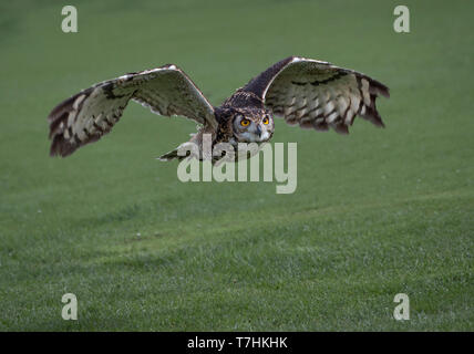 Short Eared Owl, Asio flammeus, im Flug, Haworth, West Yorkshire Stockfoto