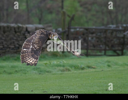 Short Eared Owl, Asio flammeus, im Flug, Haworth, West Yorkshire Stockfoto