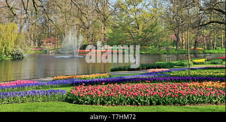 Im Keukenhof April 2019 fotografiert, ein Panorama der Tulpen Gärten rund um den See im Wald Stockfoto