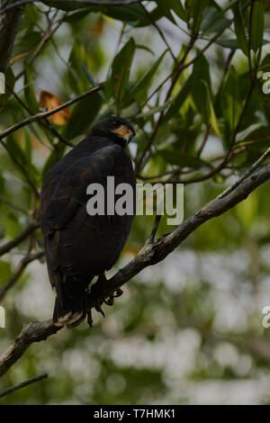 Gemeinsame Black Hawk, Buteogallus anthracinus, Mangroven, Guanacaste, Costa Rica, Mittelamerika Stockfoto