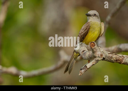 Tropical Kingbird, Tyrannus melancholicus, Mangroven, Guanacaste, Costa Rica, Mittelamerika Stockfoto