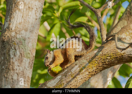 Bunte Squirrel, Sciurus variegatoides, mit Mango in Baum, Provinz Guanacaste, Costa Rica, Mittelamerika Stockfoto