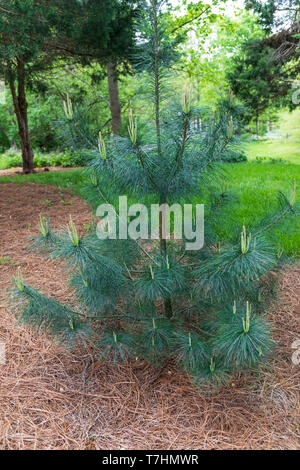 Eine kleine longleaf Kiefer im frühen Frühjahr, als Zierpflanze in Parks gepflanzt. Stockfoto