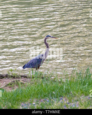 Ein Great Blue Heron, stehend am Ufer angeln. Profil. Stockfoto