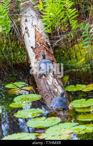 Zwei Schildkröten auf Anmelden Okefenokee Swamp: Art-IDs sind in weitere Informationen Kategorie. (S. & s. floridana nelsoni). Stockfoto