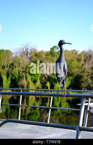 Little Blue Heron auf den Schienen auf dem Dach eines Hausboot gehockt Stockfoto