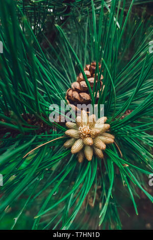 Close-up auf junge Knospen von Tannenzapfen. Farbige für Grün in Flaschen abgefüllt. Stockfoto