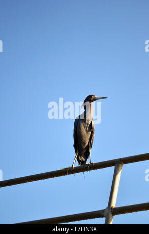 Little Blue Heron auf den Schienen auf dem Dach eines Hausboot gehockt Stockfoto