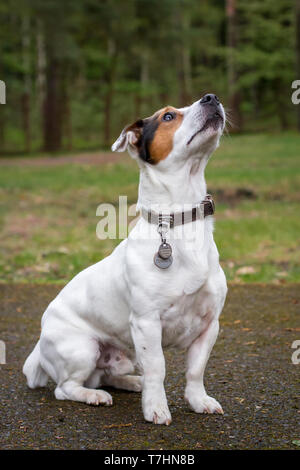 Jack Russell Terrier sitzend Stockfoto
