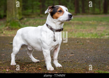 Jack Russell Terrier stehend Stockfoto