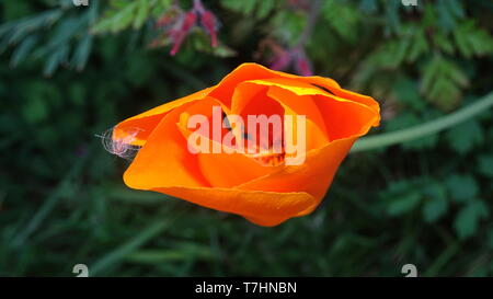 Kalifornischer Mohn im Garten. Foto in Bristol aufgenommen Stockfoto